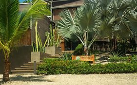 The White Palms Of Nosara